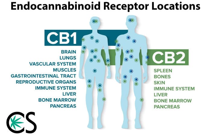 Endocannabinoid system receptor location