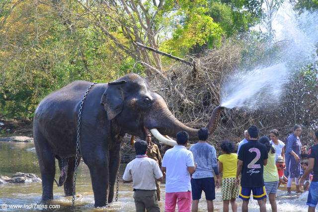 Elephant spraying water on the visitors at the Dubare Elephant camp