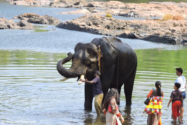 Elephant bathing at Dubare - Places to visit in Coorg