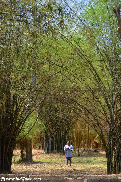 Giant Bamboos at Nisargadham - Places to visit in Coorg