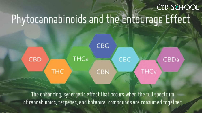 Entourage Effect Infographic