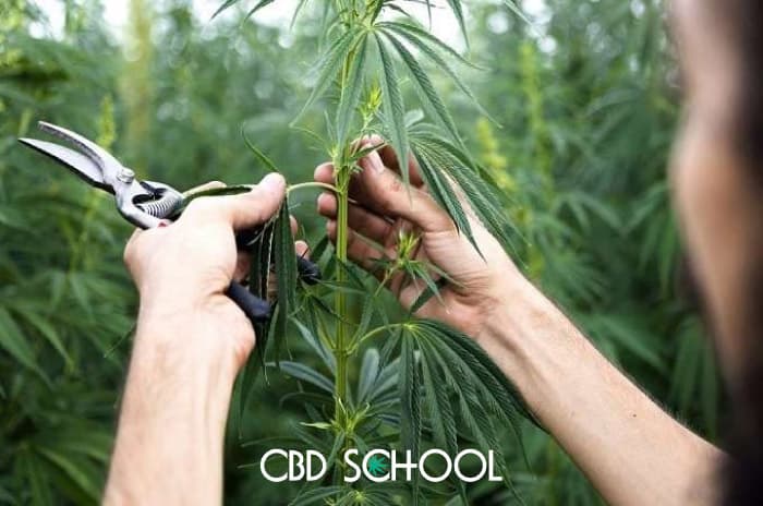 Children's cbd products from the hemp plant