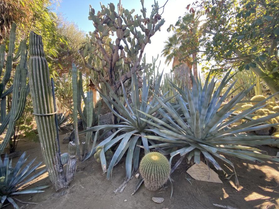 Various desert plants