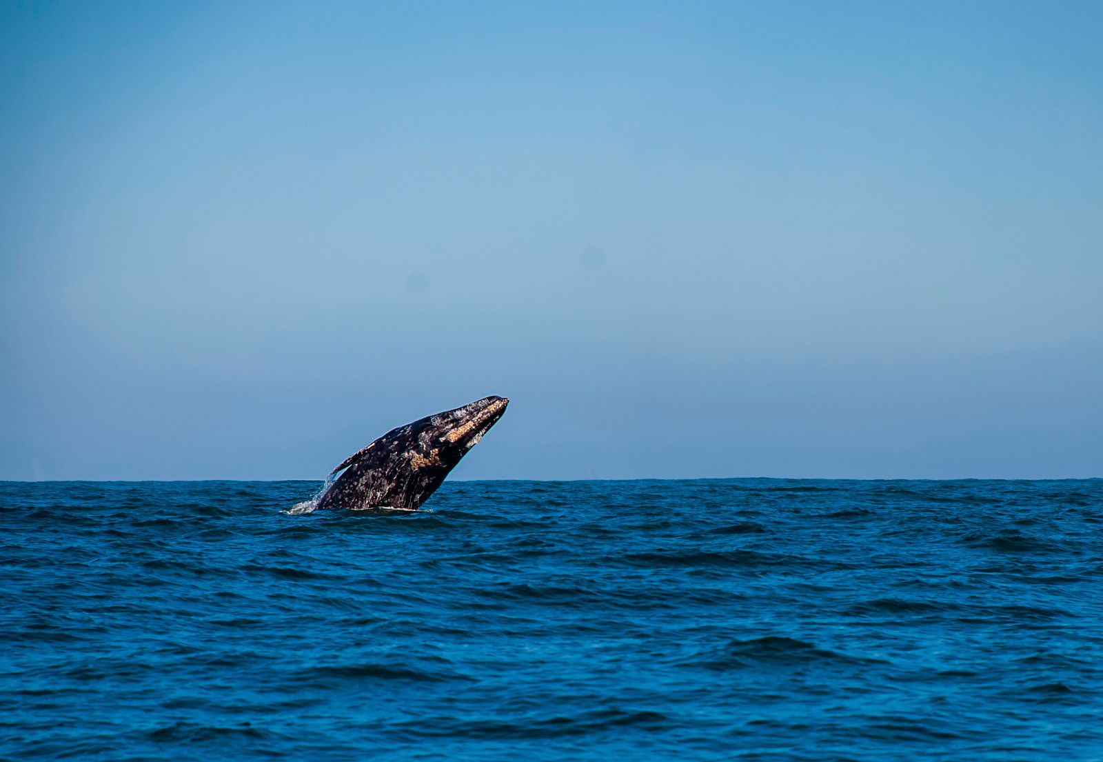 big sur road trip itinerary whales