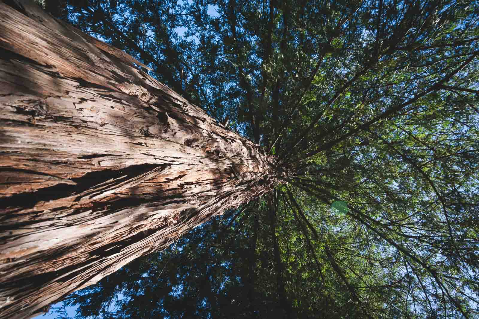 California redwoods big sur