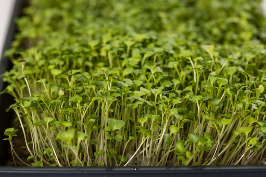 A close-up photo of some bean sprouts