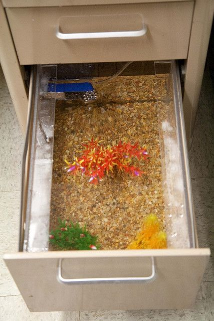 Office prank with desk drawer full of water and fish