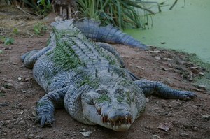 Malaysia: A crocodile tore a 32-year-old woman to pieces