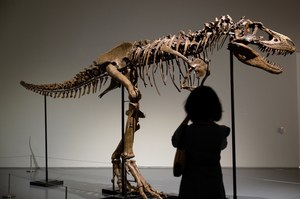 Dinosaur skeleton to keep at home.  Tyrannosaurus cousin sold
